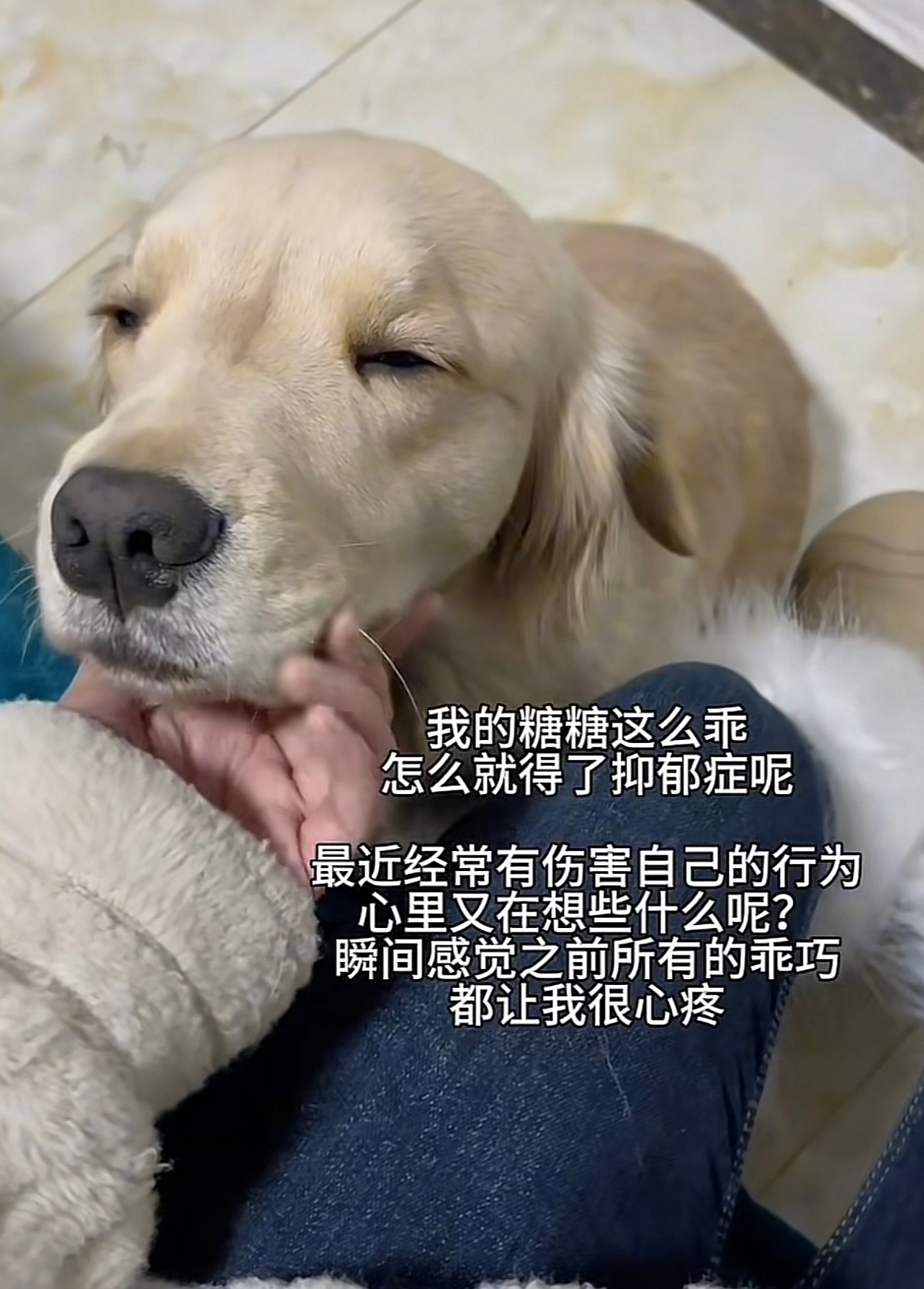 #转发接龙开新年# 宁愿小狗能笨一点…… ​​​