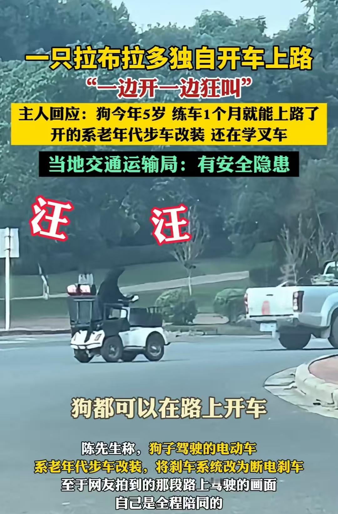 四川，一条拉布拉多自己开着老年代步车在道路上行驶。主人说，它是当地的网红，会很多