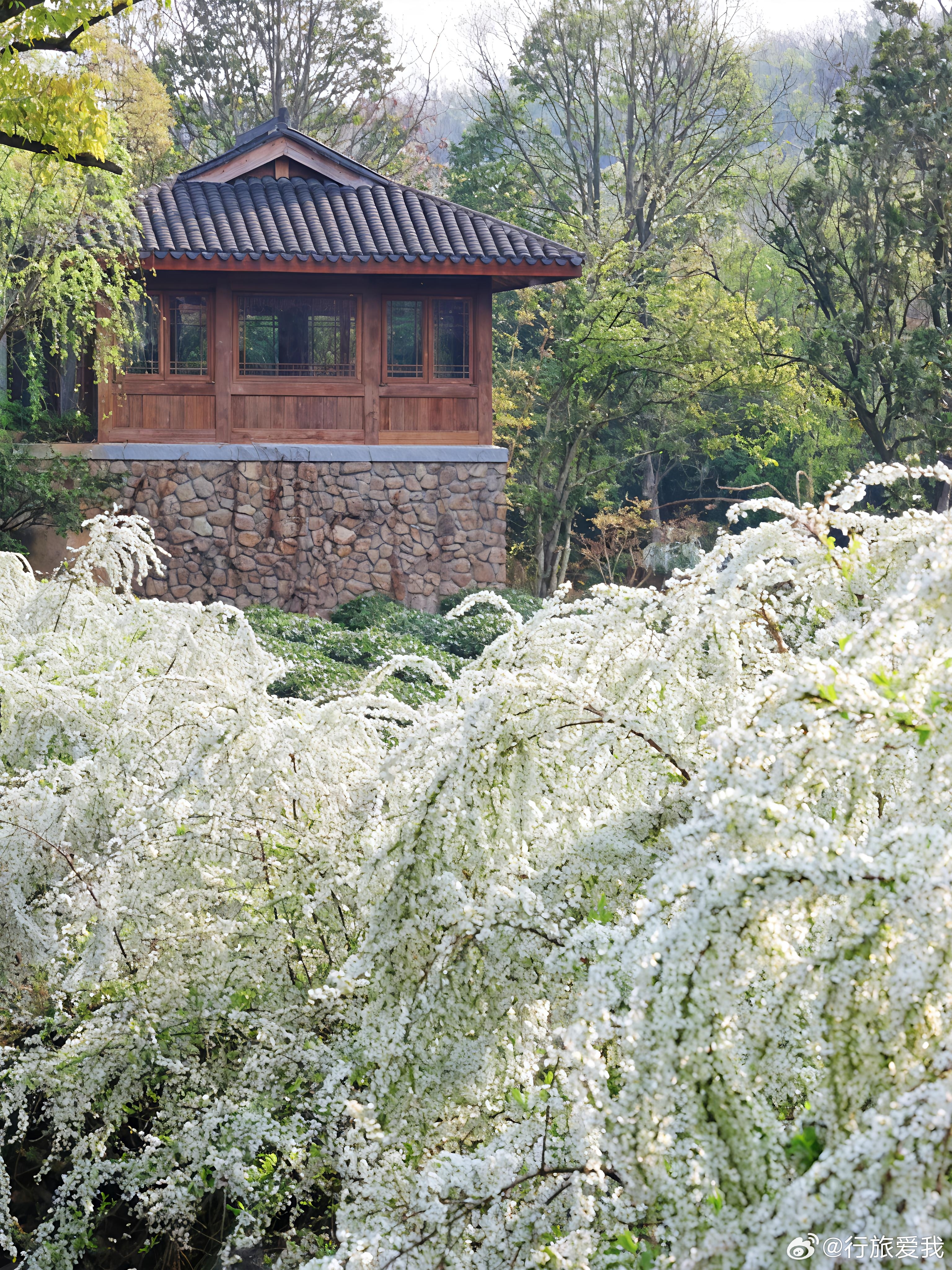 春风十里，不如双峰馆里的一场雪柳之约！🌸 杭州的春天，总有那么一处隐秘角落，美