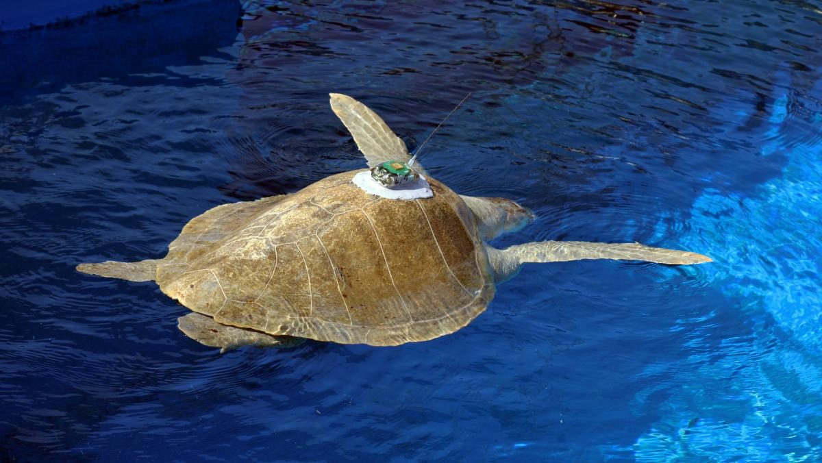 你以为海里只有鱼虾？其实境外间谍早把伪装成浮标、仿生海龟甚至波浪滑翔机的窃密设备