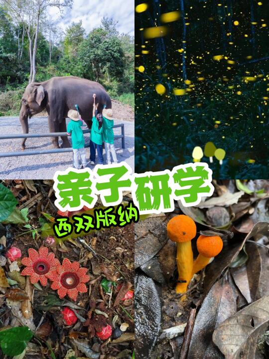 西双版纳已回｜5天亲子研学小贵但小众又深度