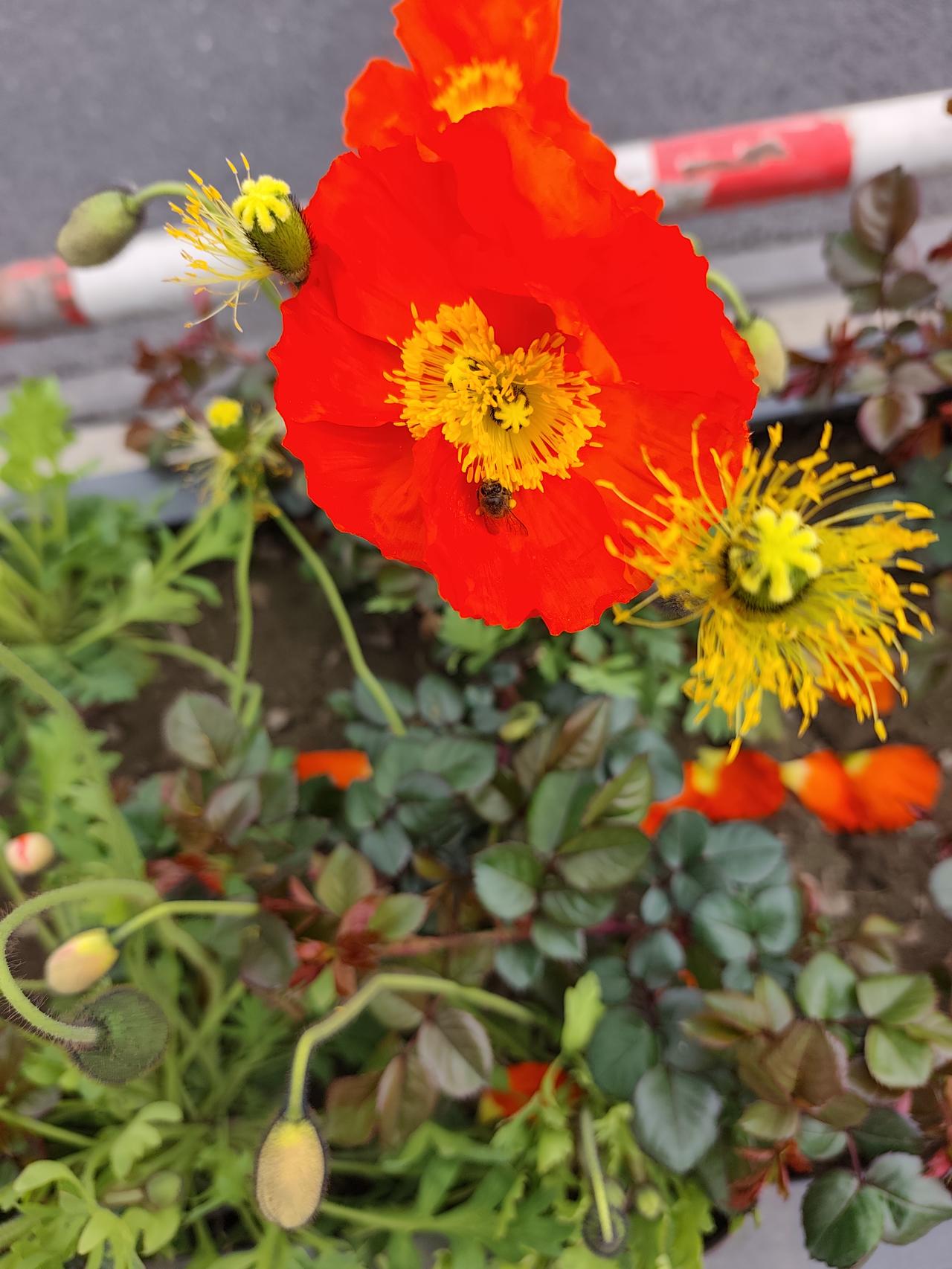 分享你手机里的花花草草的照片。随手一拍的哈。