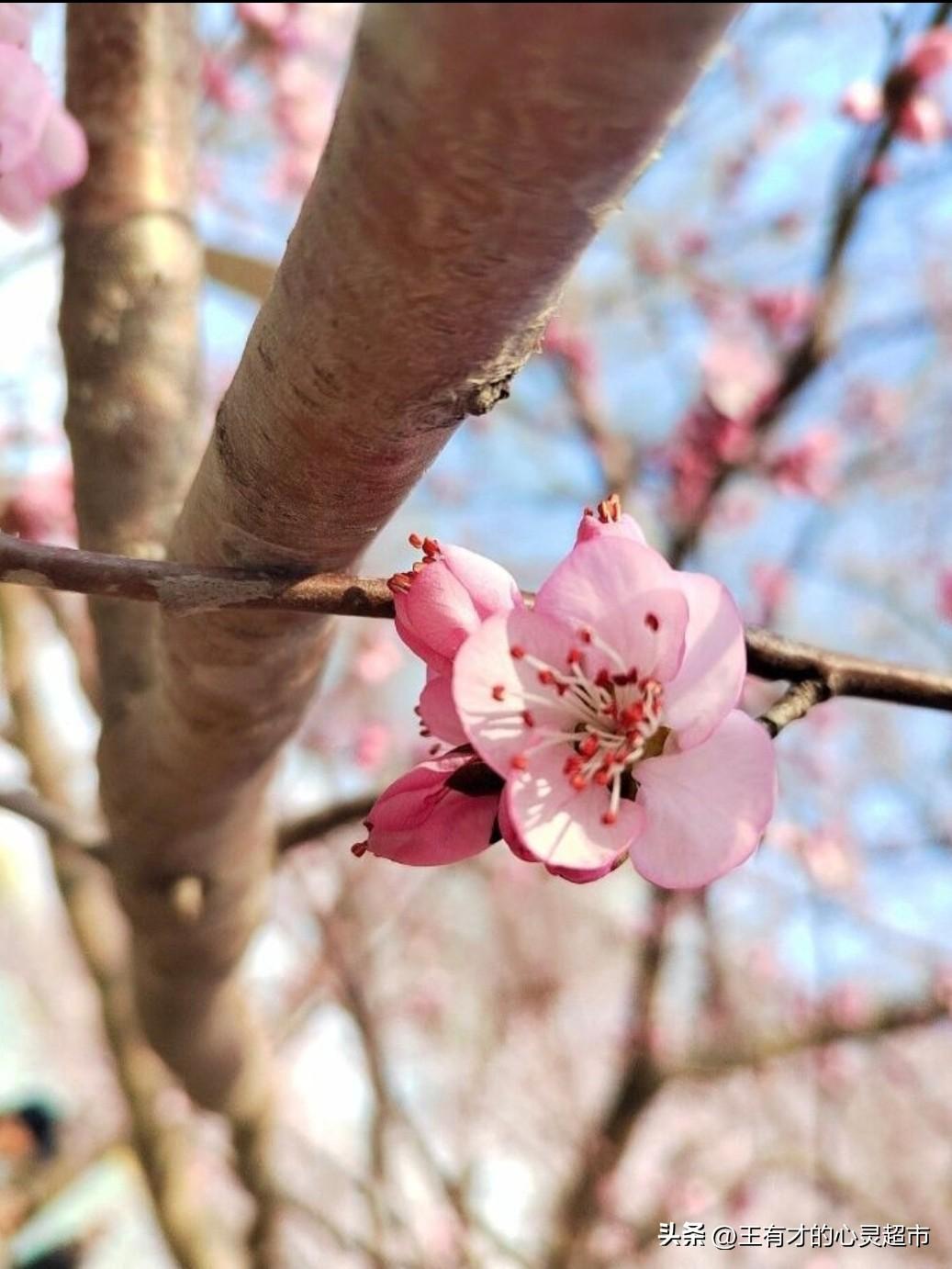 人生感悟
 
      有的人刚出生便夭折，有的人十几岁就离世，有的人三十多岁