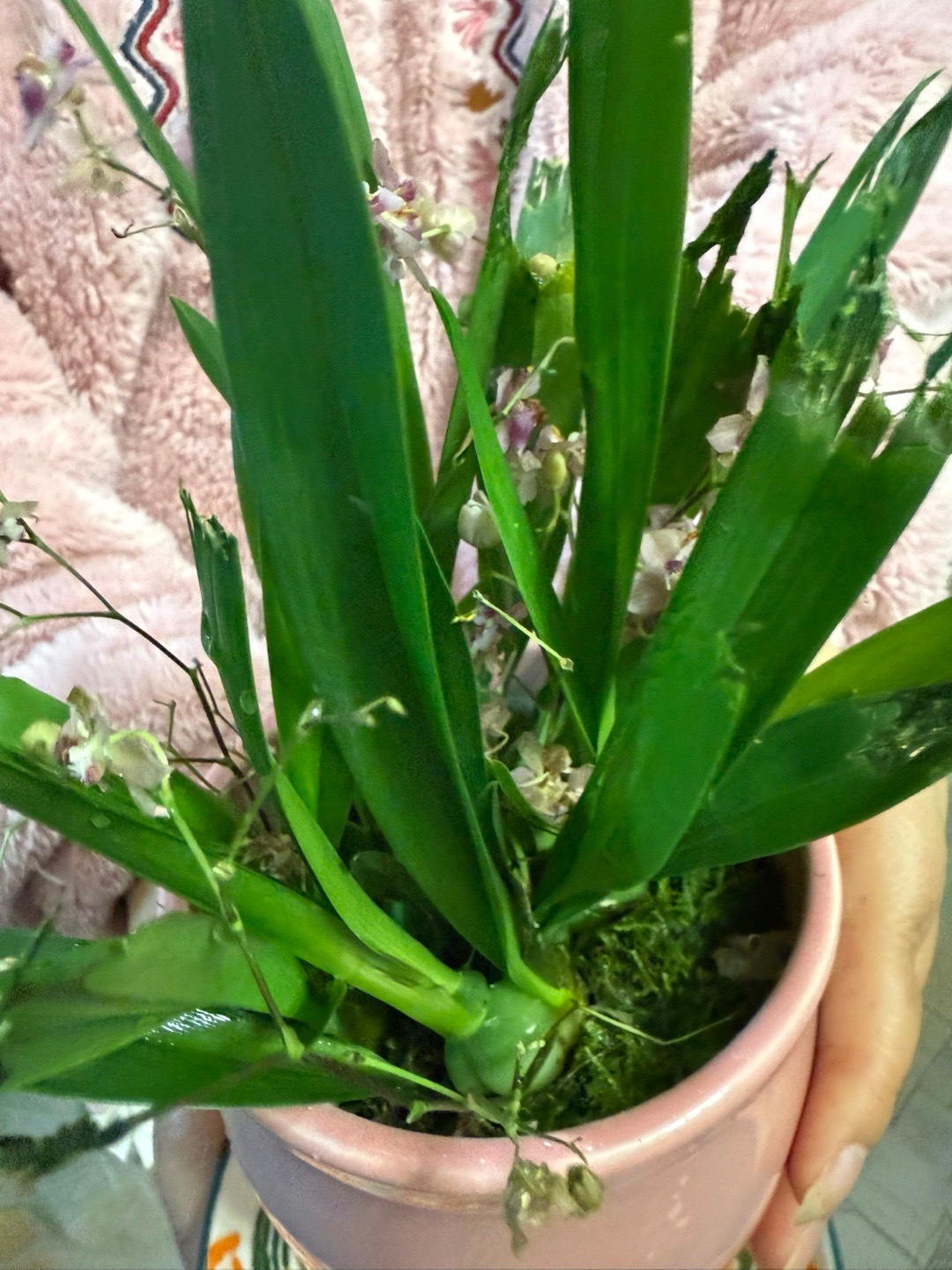 家里的盆栽全是臭猫的猫草零食 一夜不见 叶子都变流苏了 真厉害宝宝 