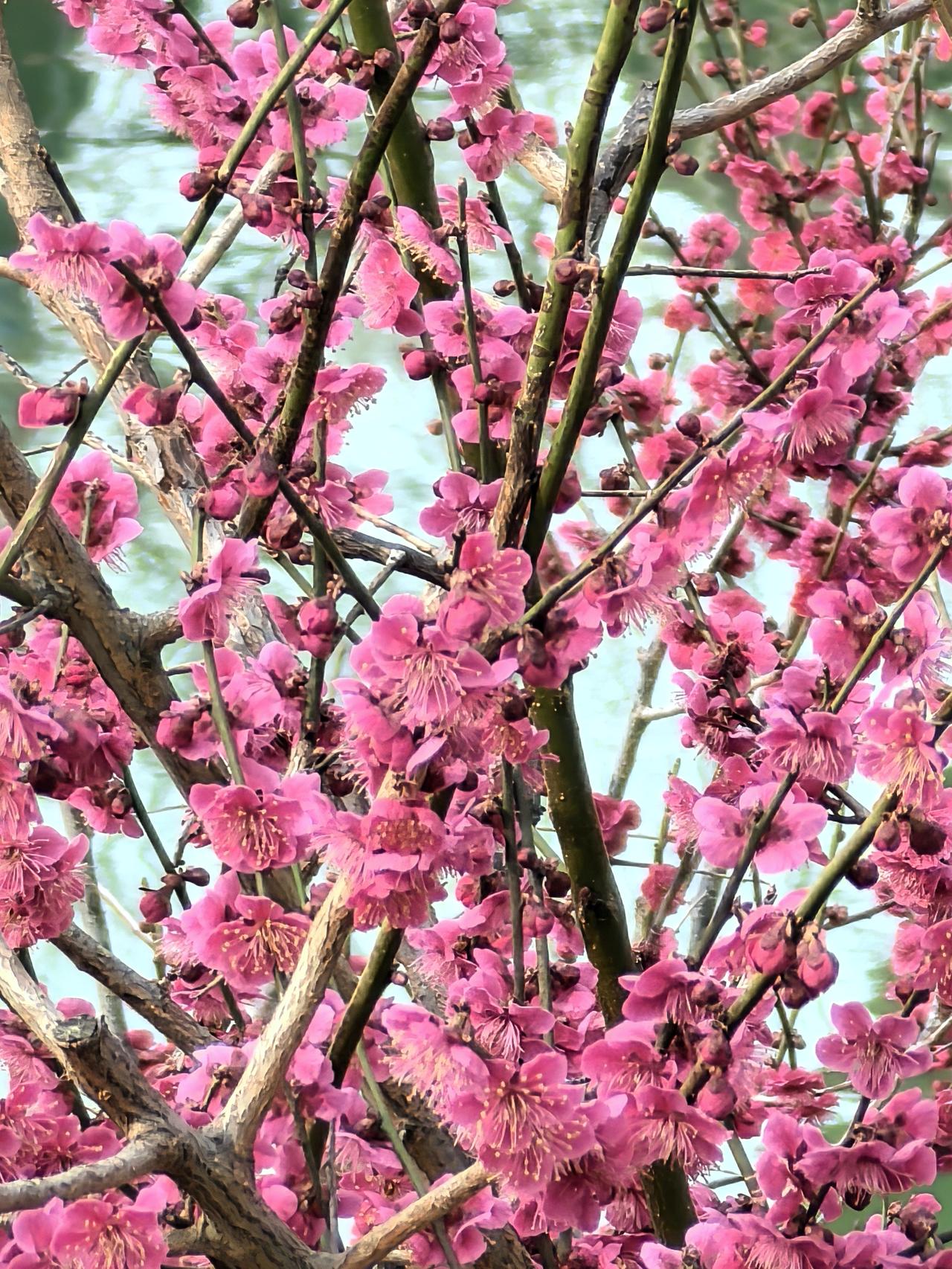 邂逅“梅”好（紫竹院公园）