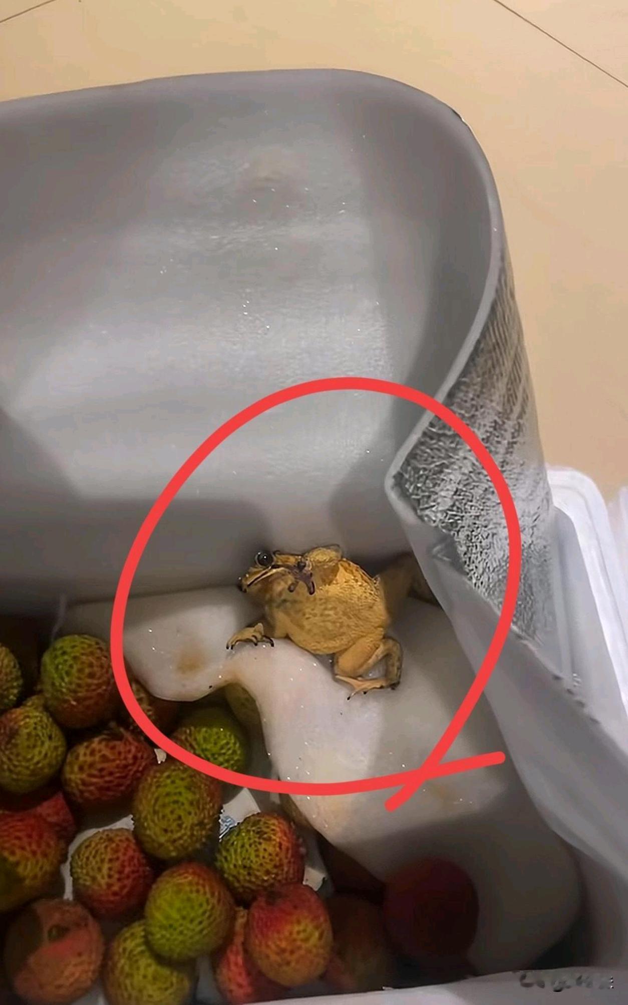 网购的例子里面居然还有一只金蟾，这是养着还是放生好？