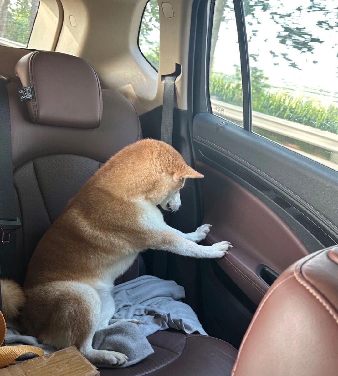 原来小狗晕车时也会强忍着痛苦[跪了] ​​​