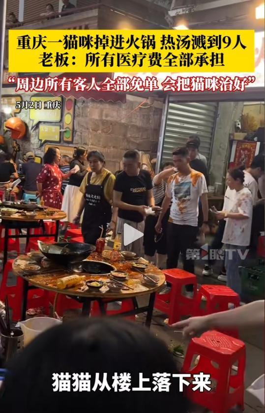 “就该他发财！”重庆一火锅店，一只野猫从天而降，直接掉进滚烫的火锅里，正在吃饭的