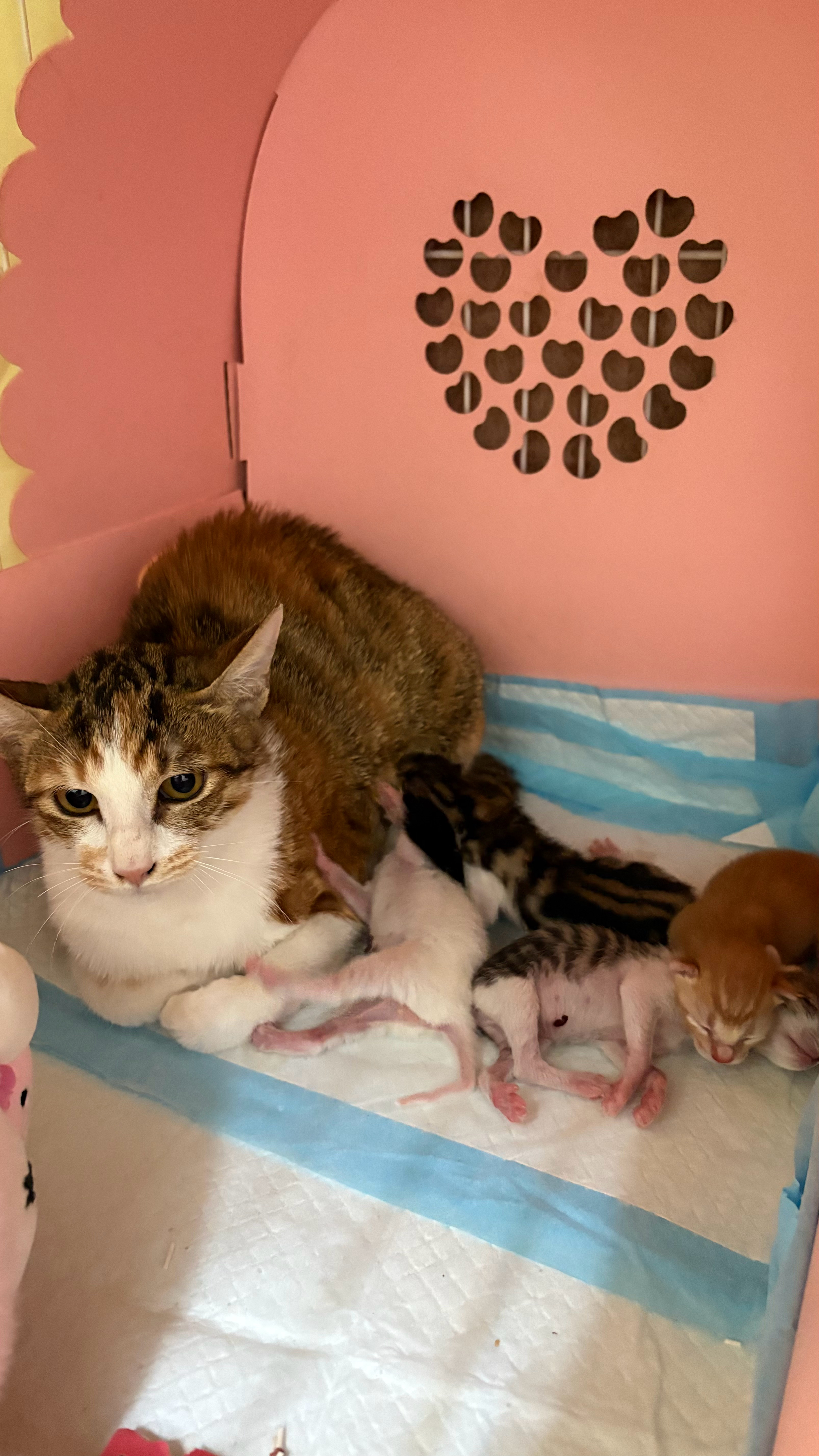 当了一天妈妈，我们的兰兰疲惫极了。猫