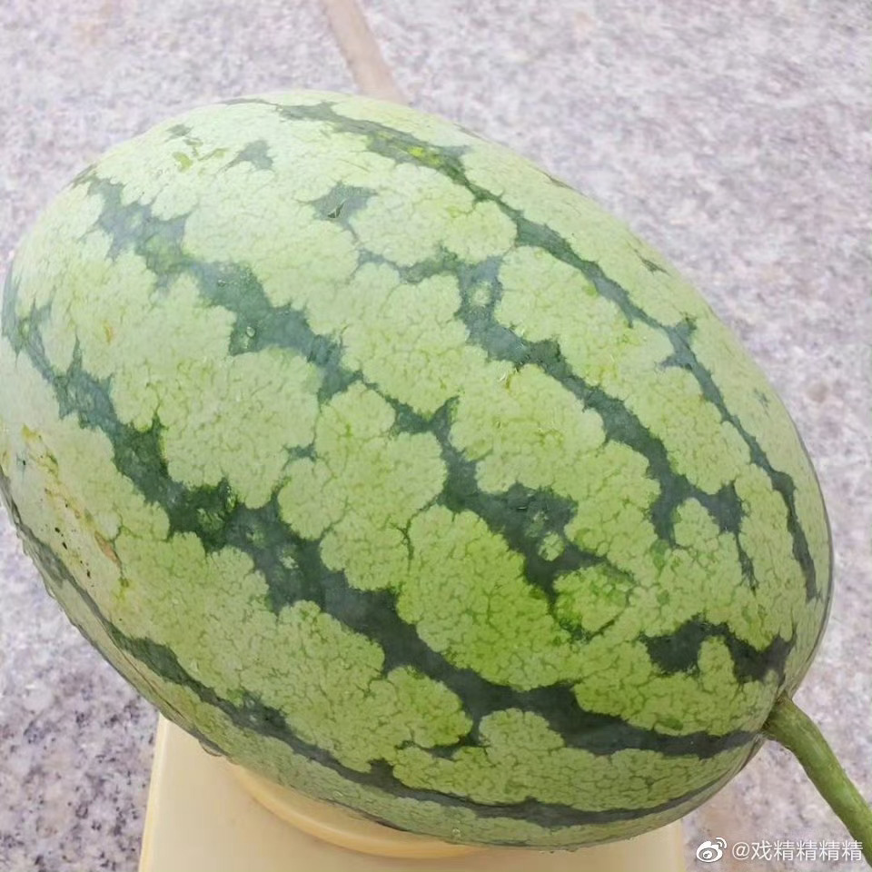 听说那个巨瓜是二三年爆出来，但是被压下去了，但这几年一直进不了z，瓜瓤非常炸裂 
