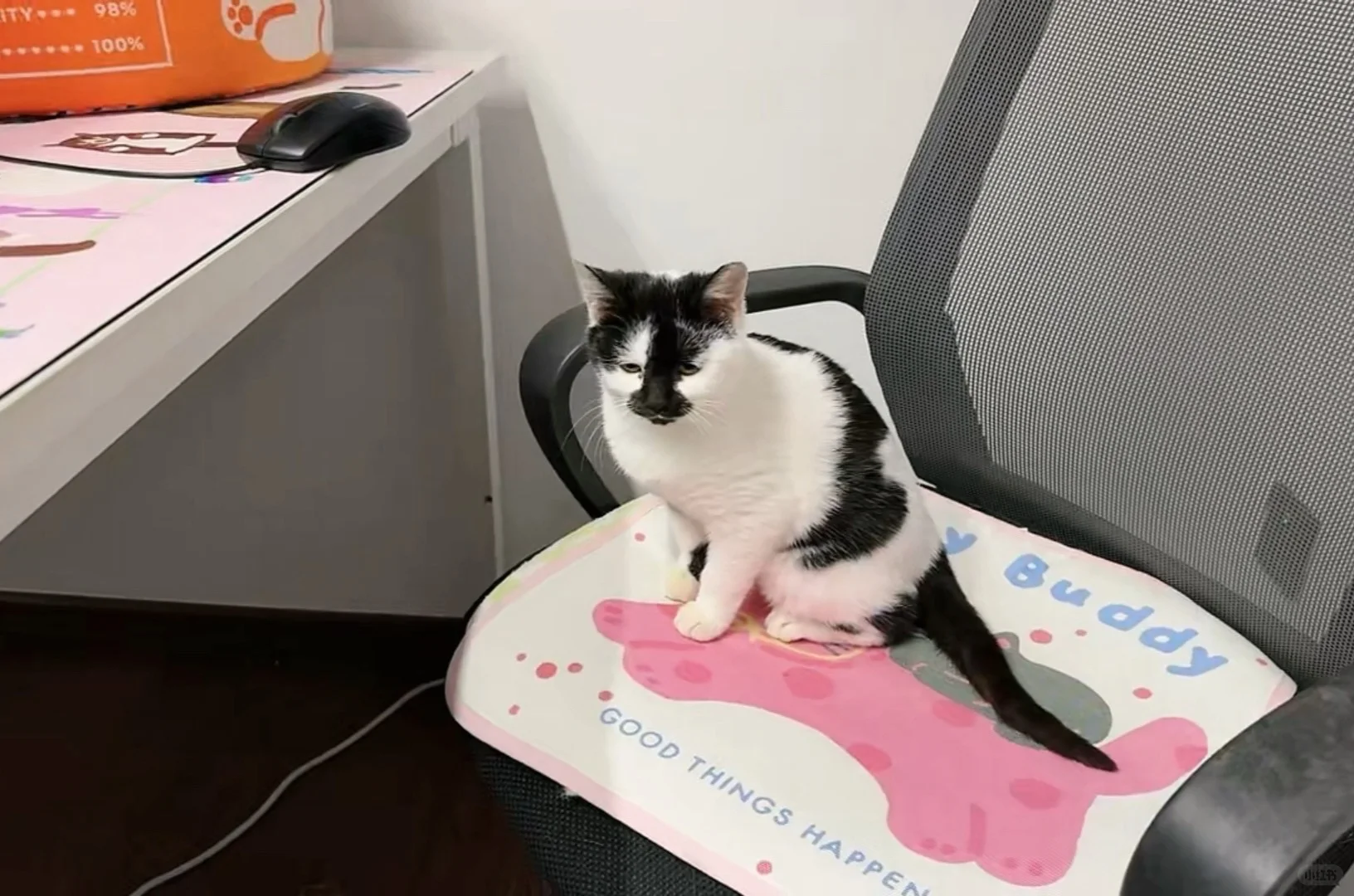 猫德学院的孩子们都很勤奋，都是三好学生