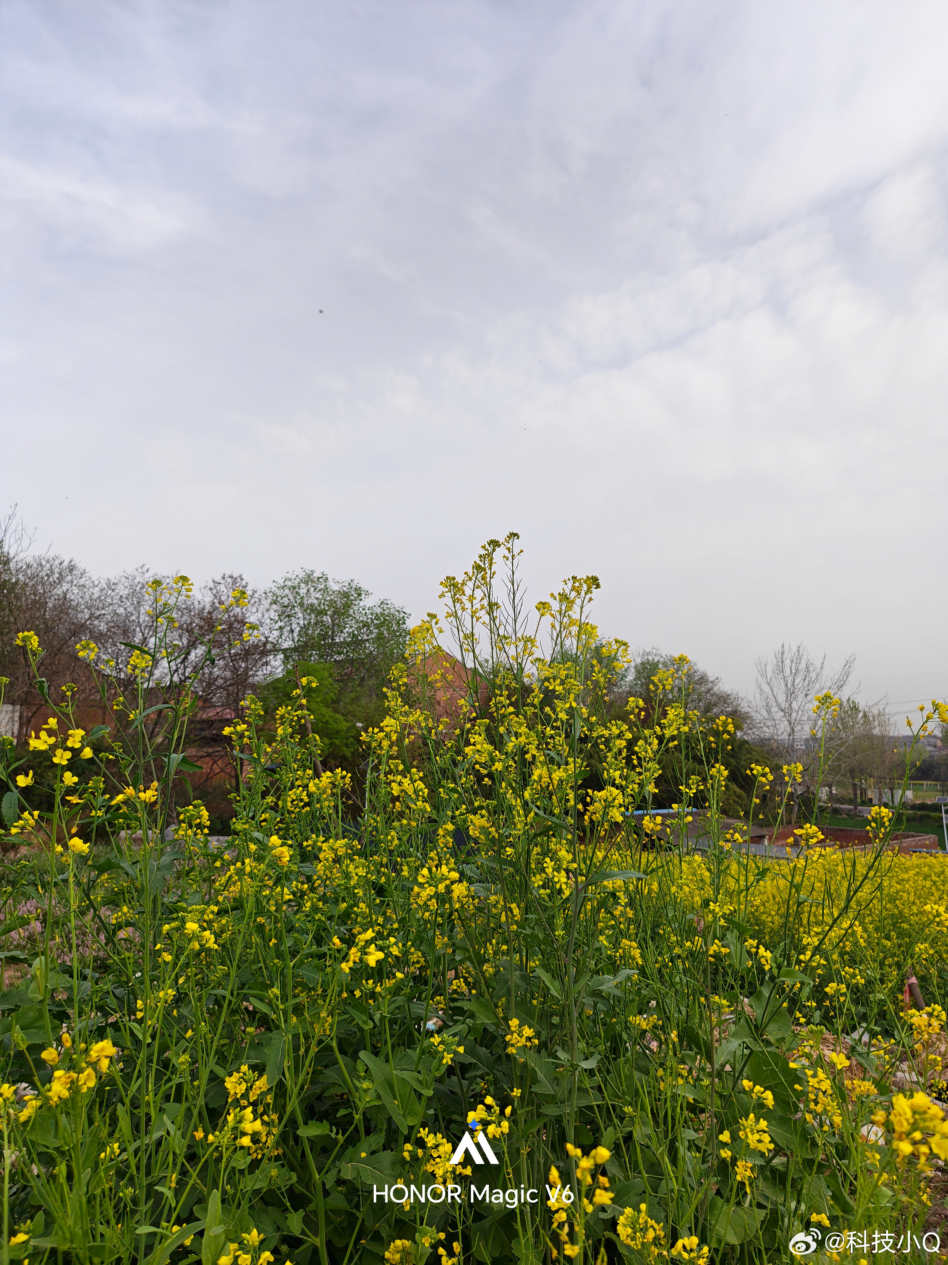 家长的油菜花开了 