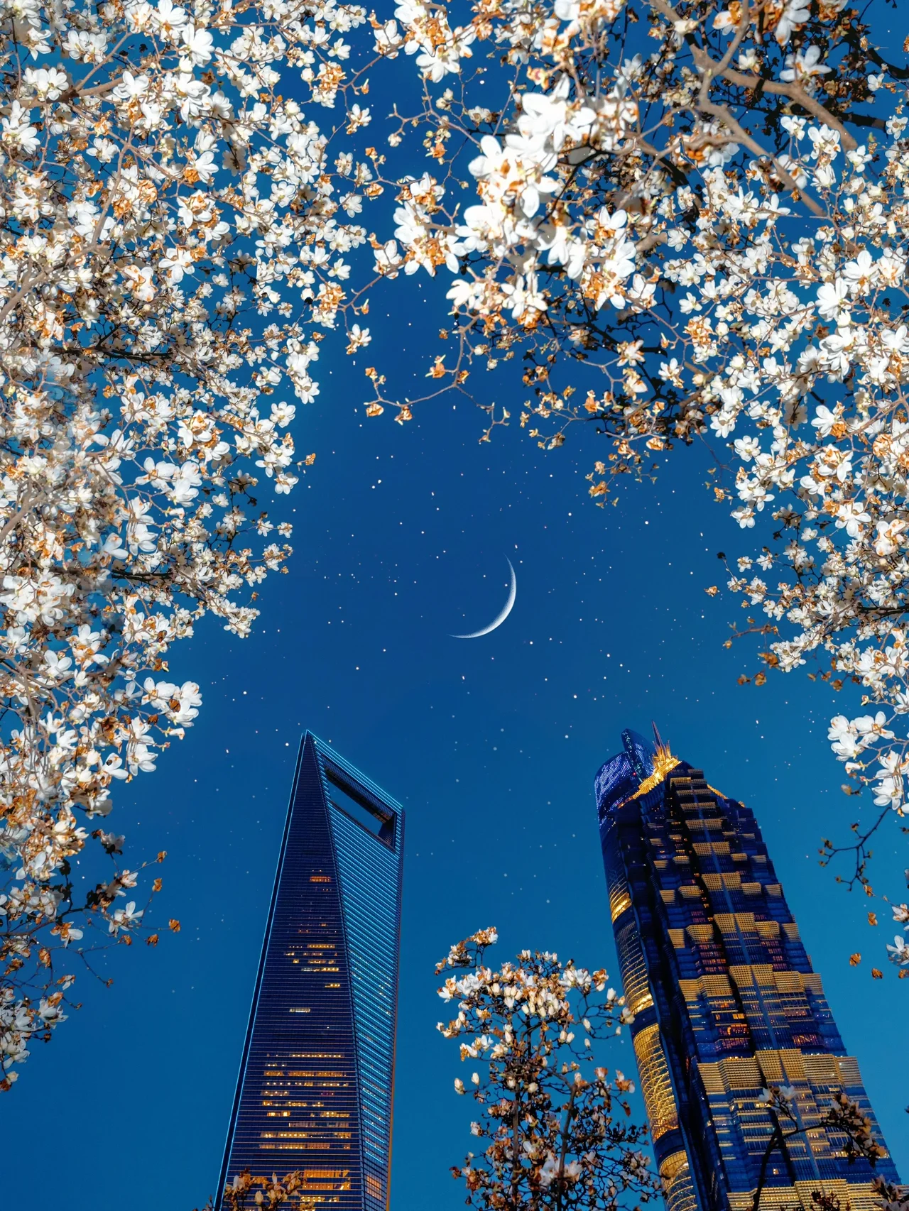 3.20实拍‼️上海蓝调玉兰美出了新高度