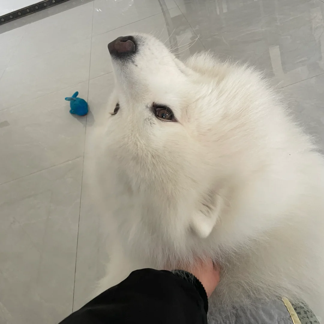 大王 快来追我呀~