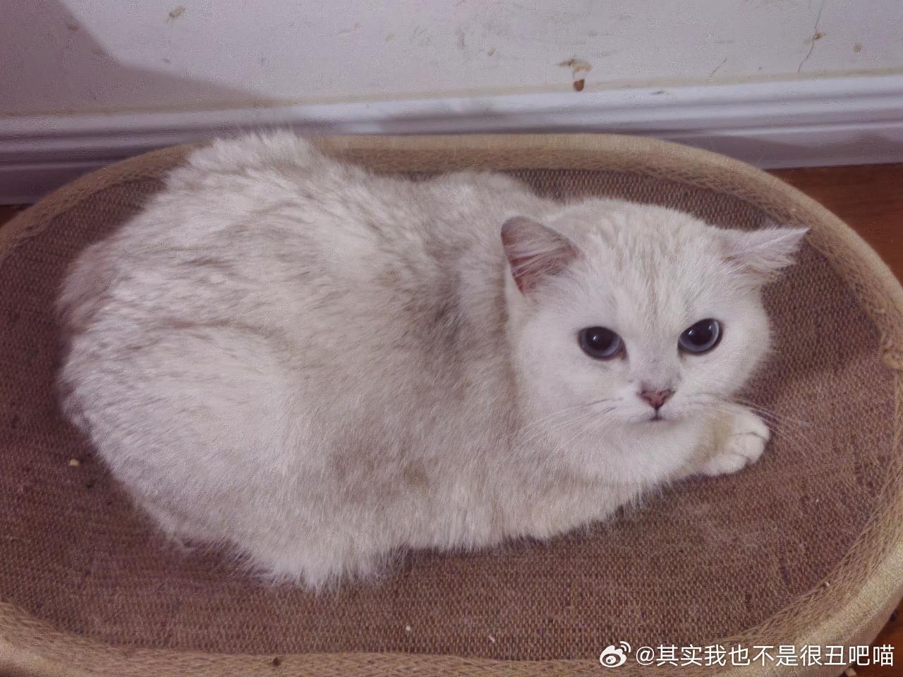 49085【丑猫】心灵超级无敌巨巨巨丑气死我了气死我了气死我了气死我了这条测报你