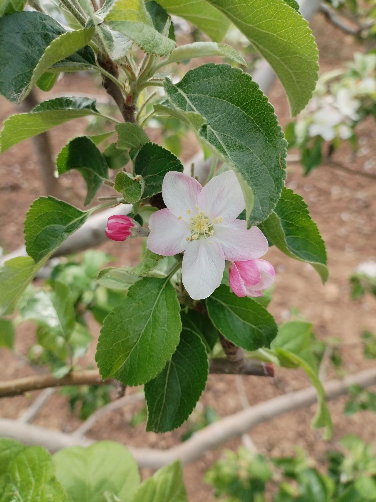 今年苹果🍎🌸很繁，秋天脆甜的红富士苹果就挂满枝头