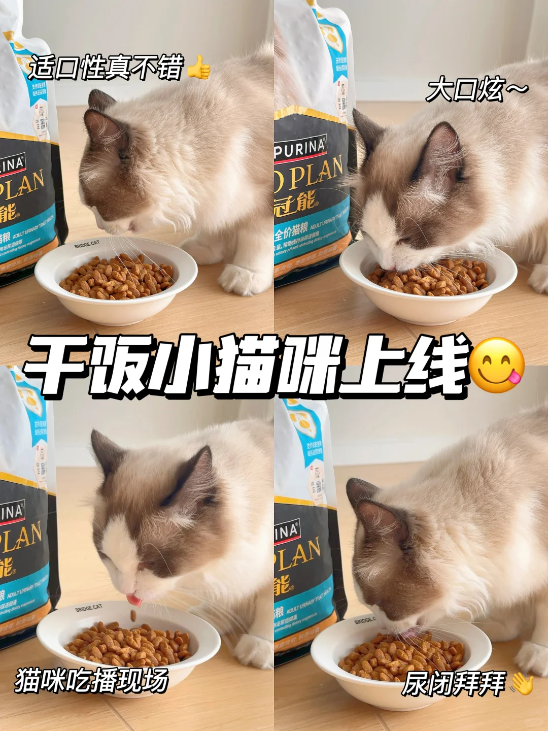 家有尿闭猫进❗️这对泌尿CP给我锁住