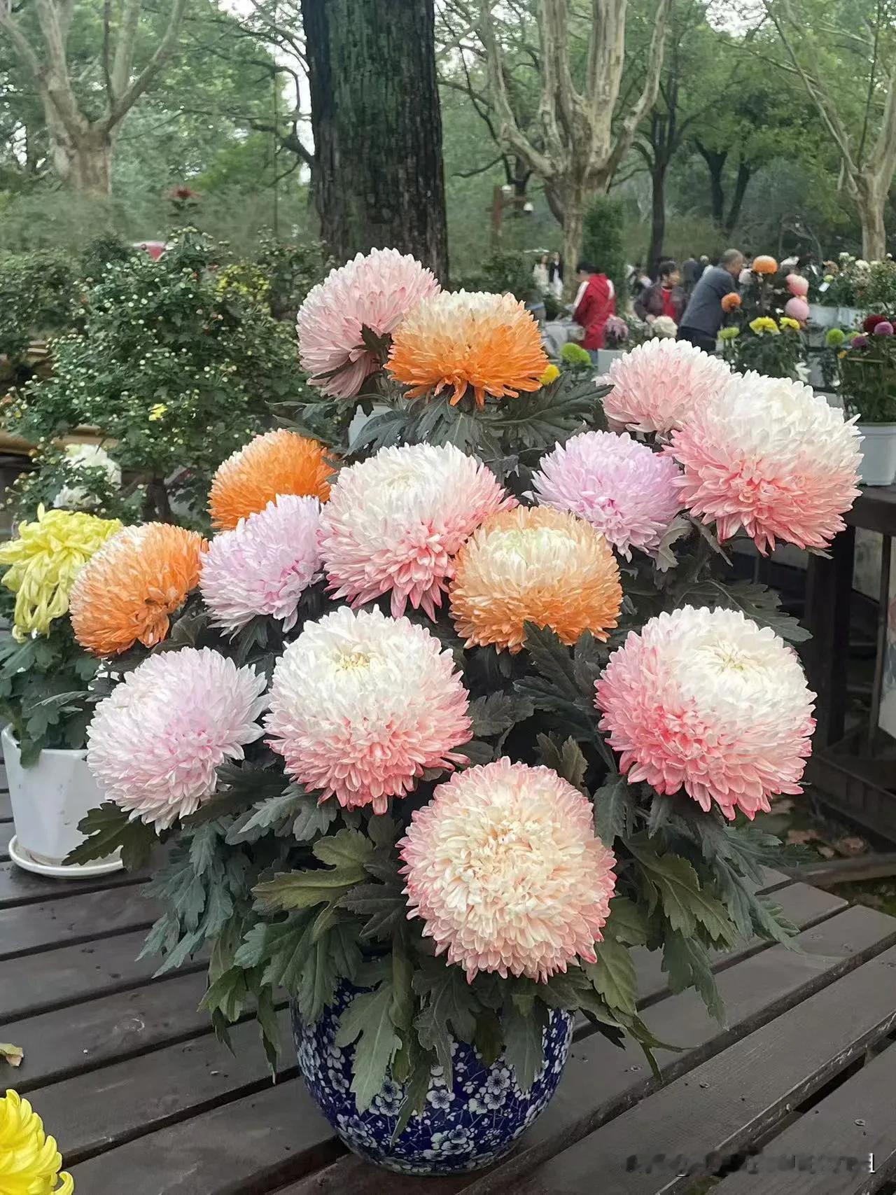 请欣赏
菊花#带你欣赏菊花展# #菊花植物园#