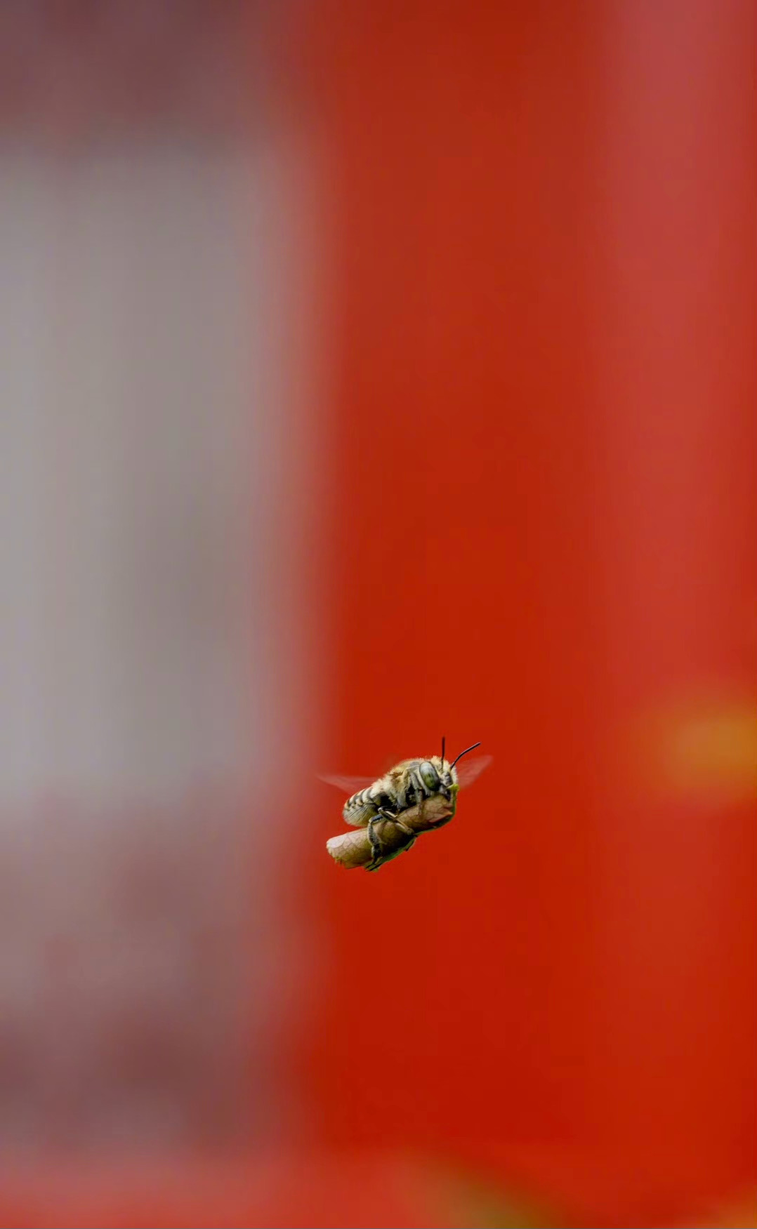 1963年8月28日，马丁·路德·金发表著名演说：《我有一个梦想》。 ​​​