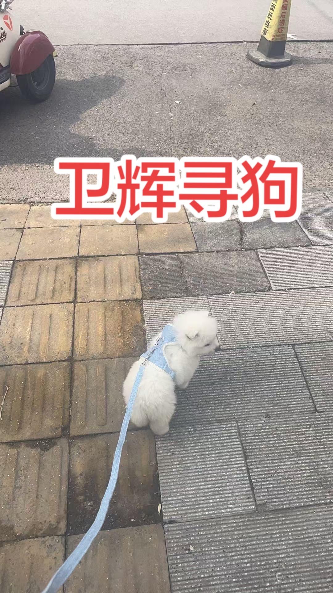 小奶狗，在卫辉227和011省道附近走失，有线索请联系@🌈温@1群