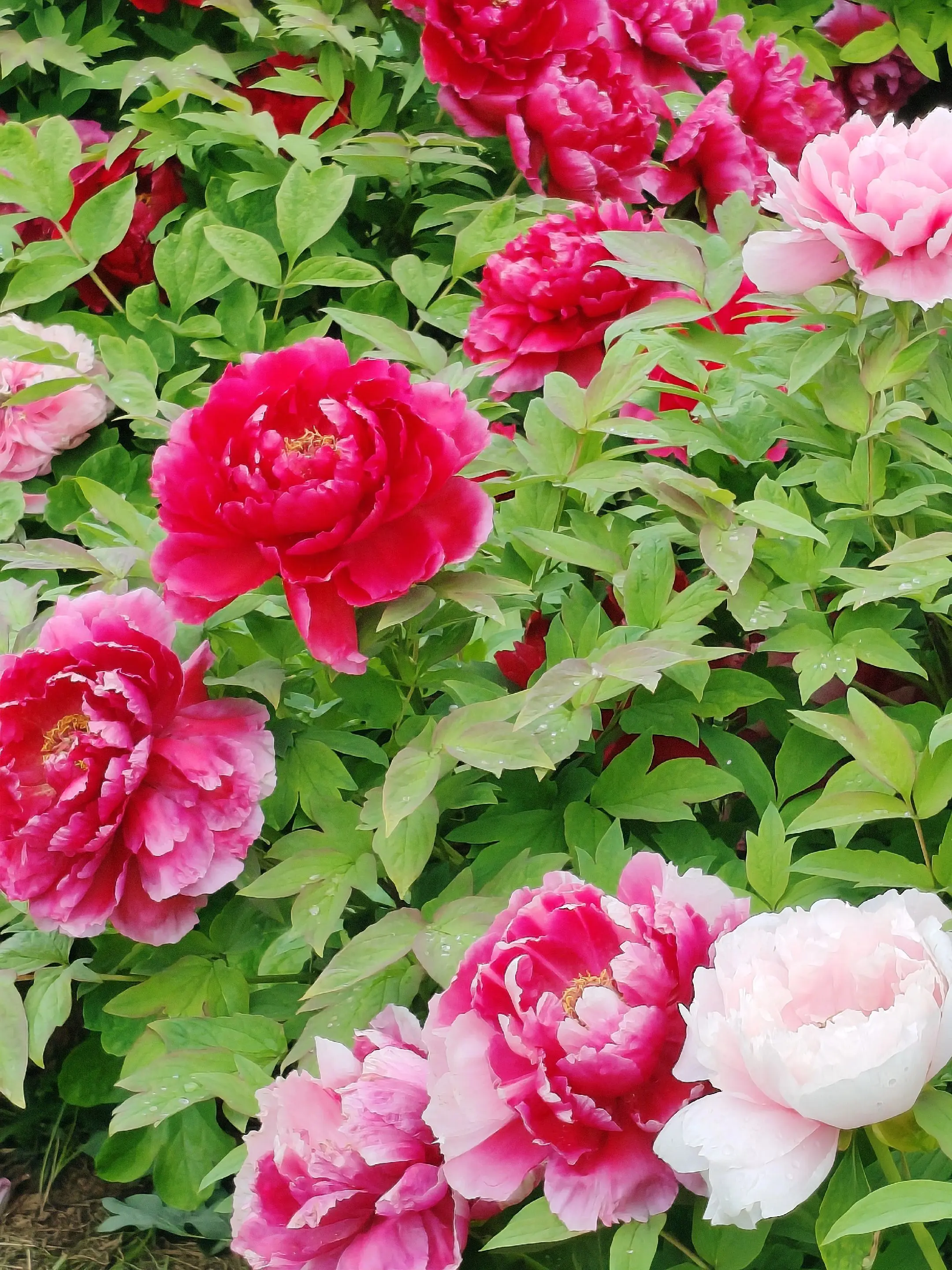 孟津石沟邙山牡丹分外艳。