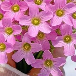 早安心语 新的一天，把烦恼留在昨夜心怀温柔，慢慢生活愿晨起有清风，日常有欢喜日子