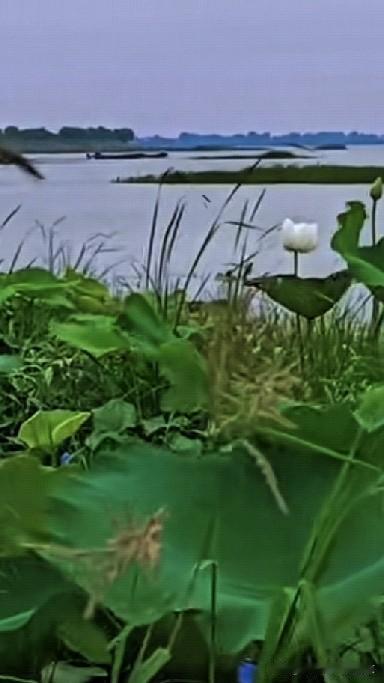 [助威彩旗][烟花]荷花在湖边静静绽放，好美啊！