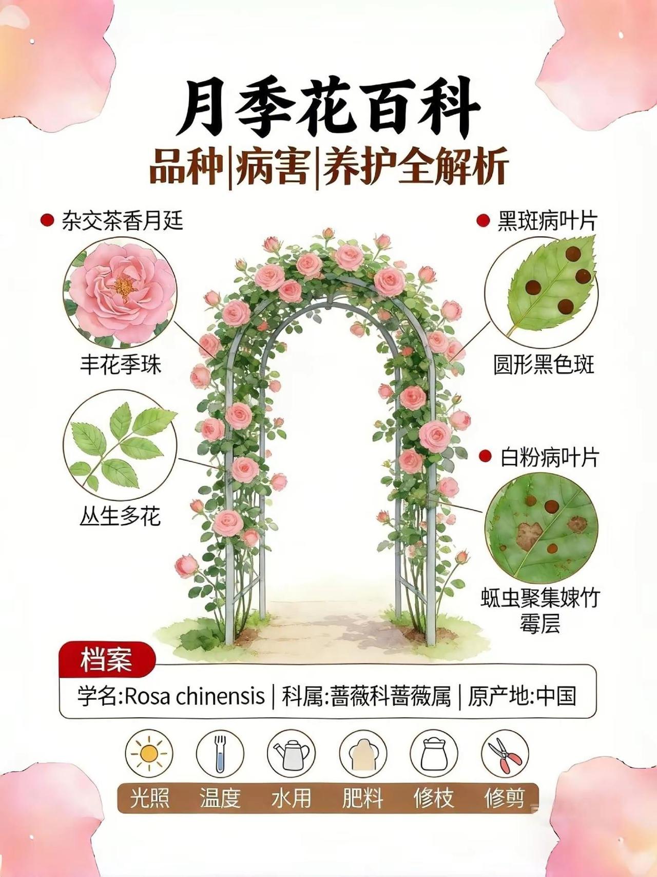 月季花百科，养护全解析谁能拒绝月季这 “花中皇后”？粉瓣裹着甜香，开成瀑布连阳台