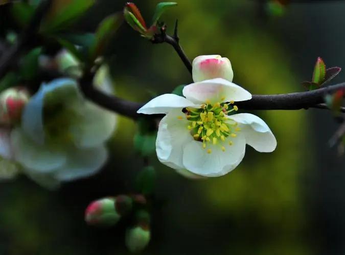 山园小梅  唐•林逋
疏影横斜水清浅，暗香浮动月黄昏。