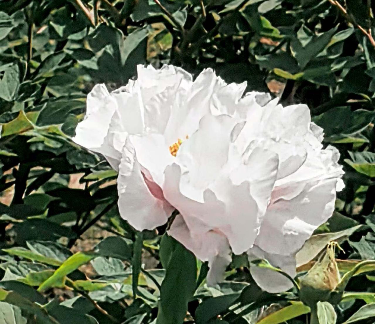 没去洛阳，没去菏泽，在家门口的朝阳公园牡丹等您赏牡丹！
晓日暖芳丛，朝阳绽牡丹。