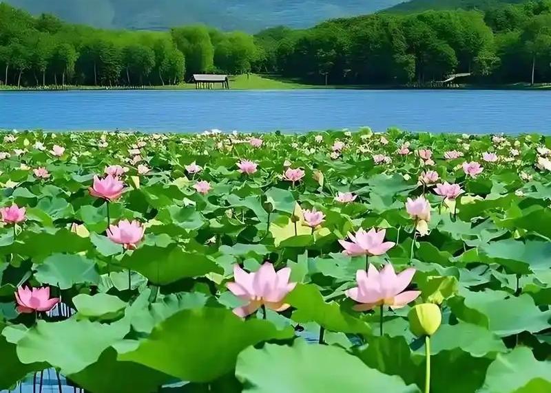 上联：青荷开浅夏；
下联：红枫染深秋。