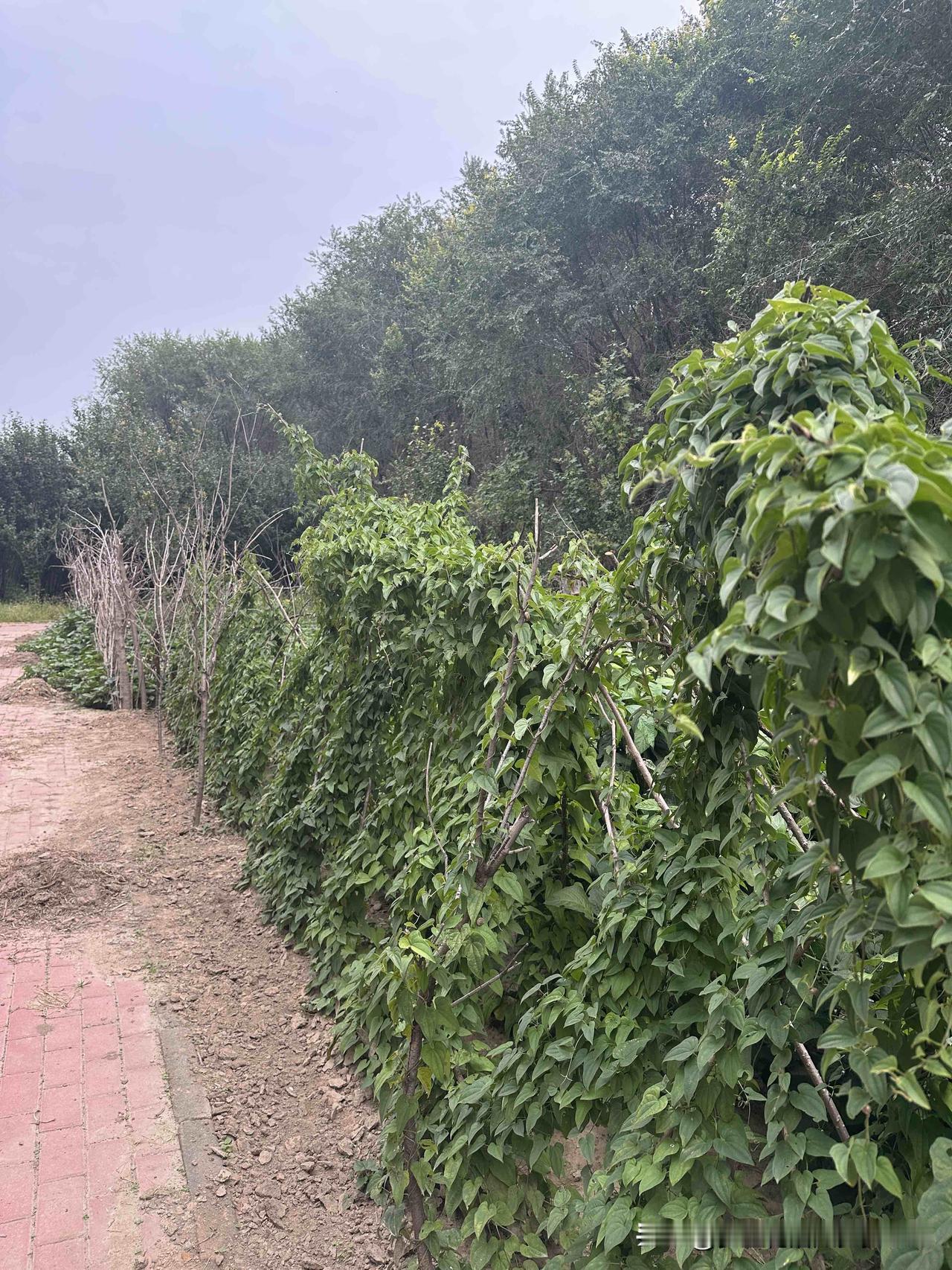 今天真的有了秋天的感觉。

一出门，迎面而来的风带来了秋的凉爽，人们都穿上了外套