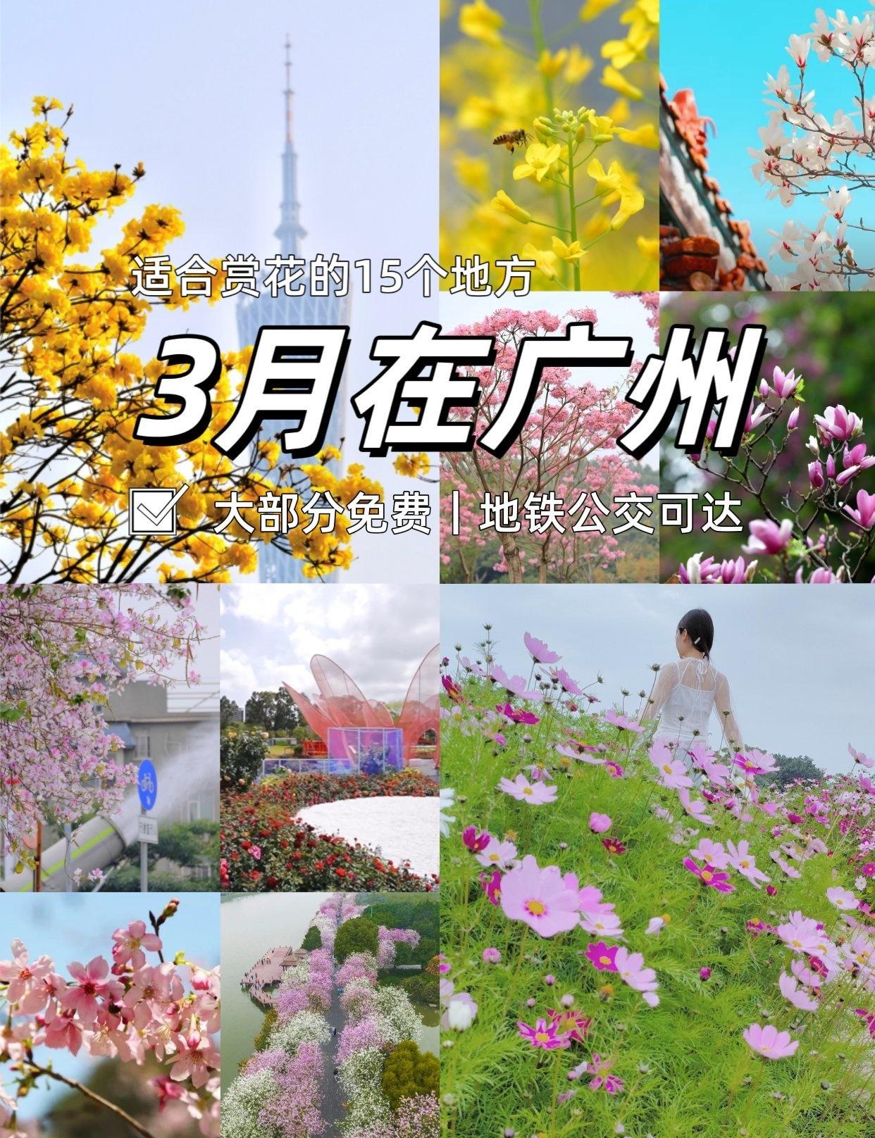 3月在广州❗请别错过这15个赏花地
📍广州 
💐三月的广州将被花海包围~
?