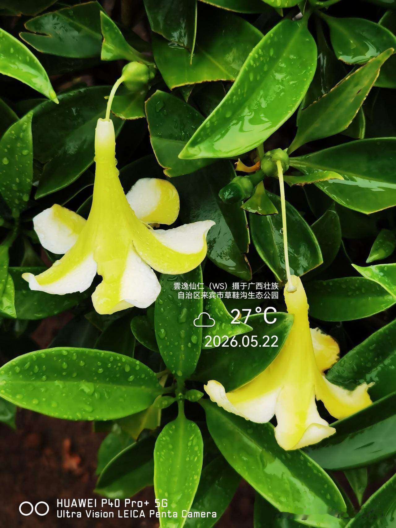 月居生活记录（9946）广西壮族自治区来宾市（171）花儿随拍23：灰莉、荷花瓣