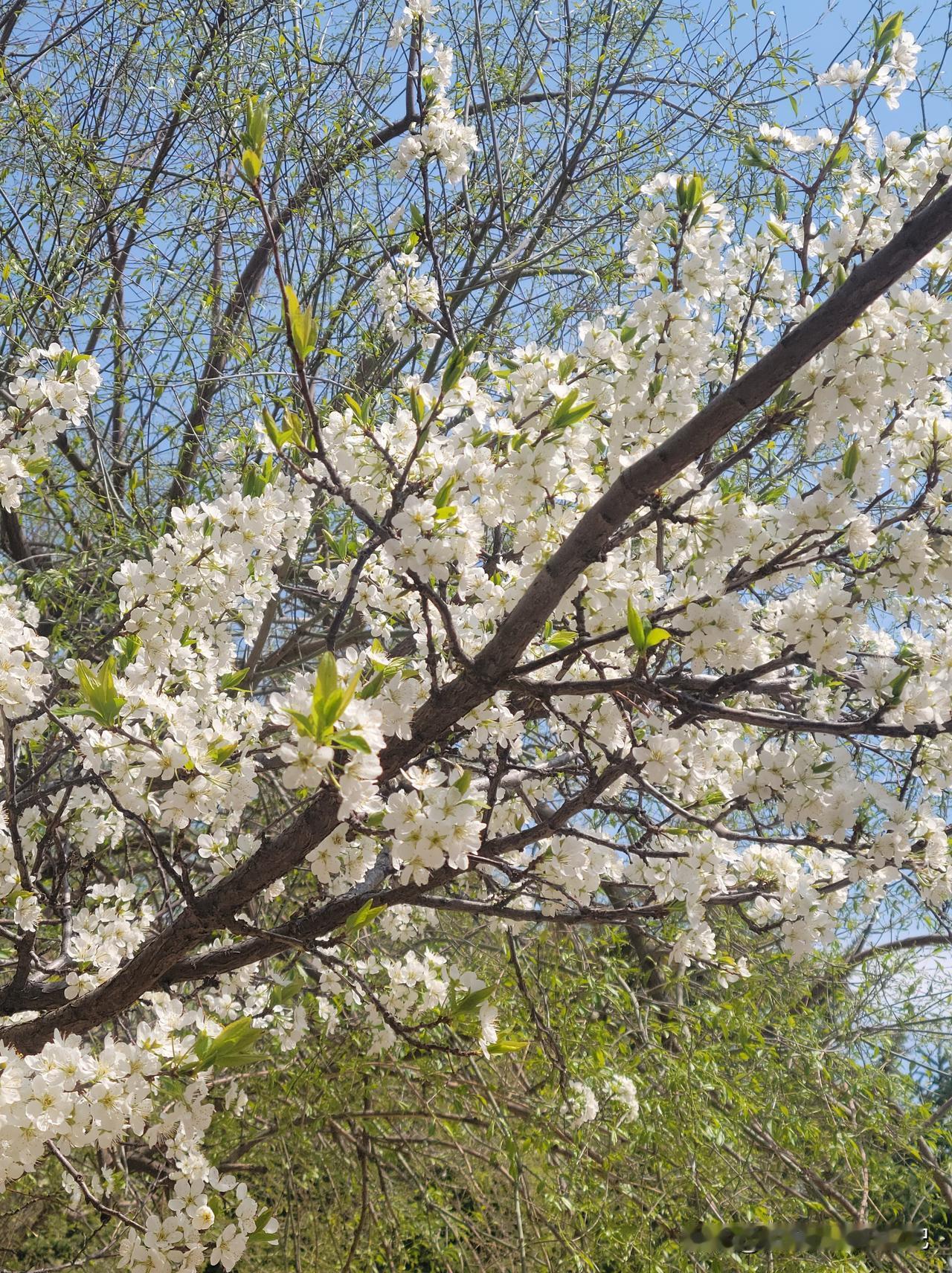 一位妈妈说，她儿子本硕都是计算机专业，和我儿子同届，在新加坡某大学留学。

通过