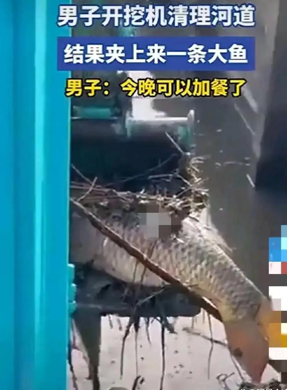 广东，男子开挖机清理河道，不料，才挖到一半，竟然挖到了一条“大鲤鱼”！没想到有意