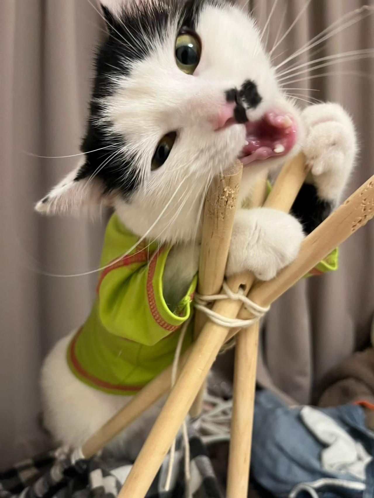 这是成都我家侄儿养的八嘎猫，你看它调皮又可爱……[赞][玫瑰][大笑]