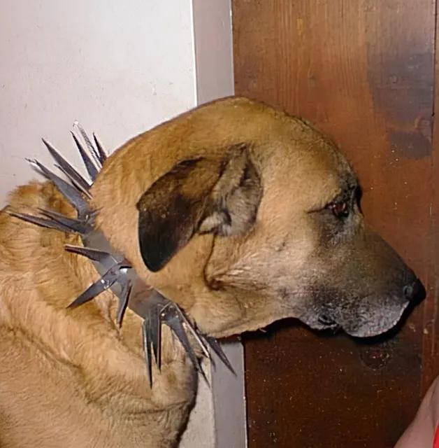 为什么狼群不敢攻击有牧羊犬保护的羊群？狼群难道打不过一条狗？

牧羊犬是打不过同