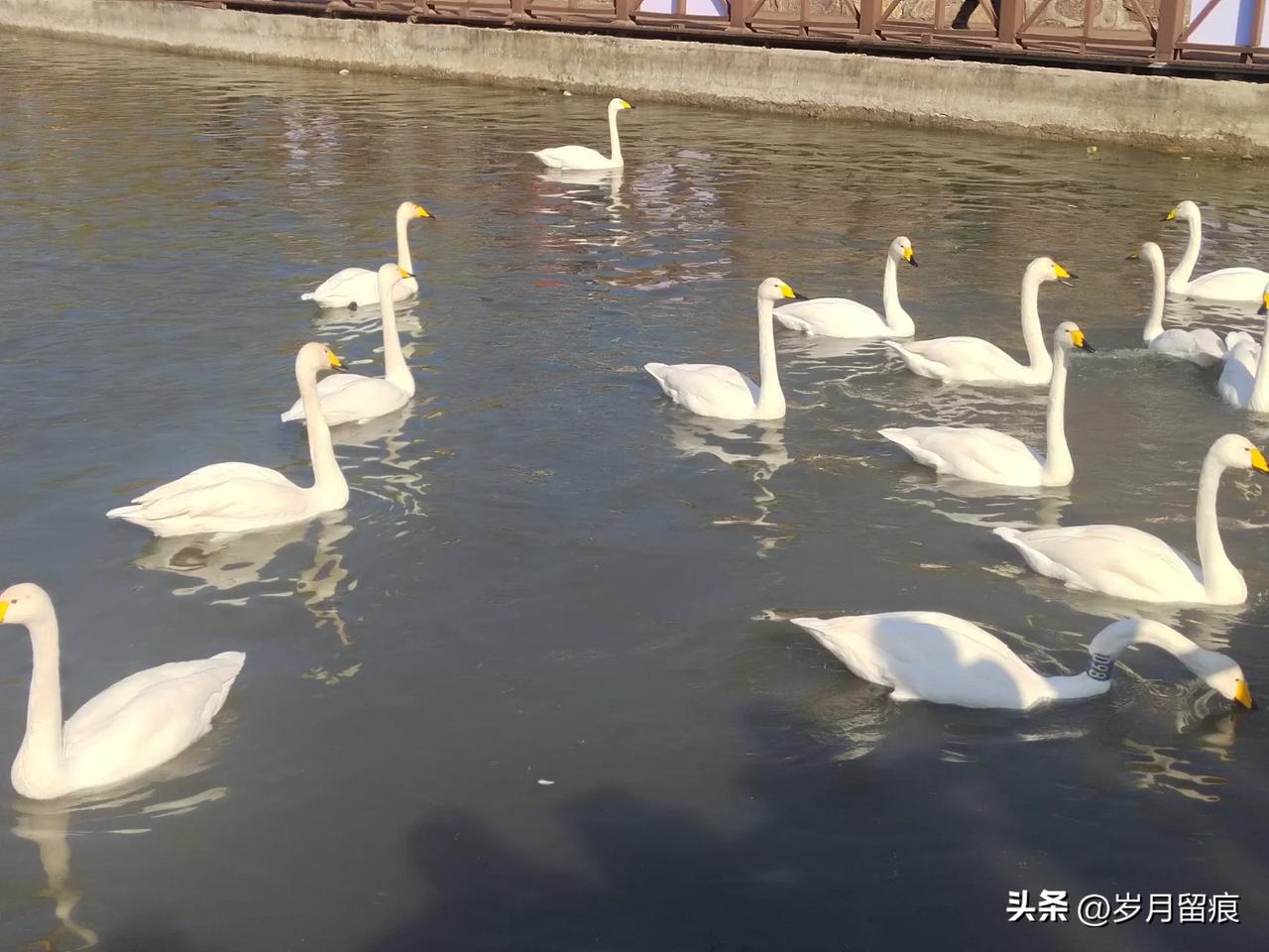 这里有丰茂的水草，这里有肥美的鱼虾，所以在这里补充能量也是最佳的选择。更重要的一