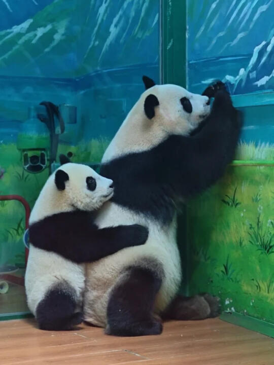 妹猪和萌萌