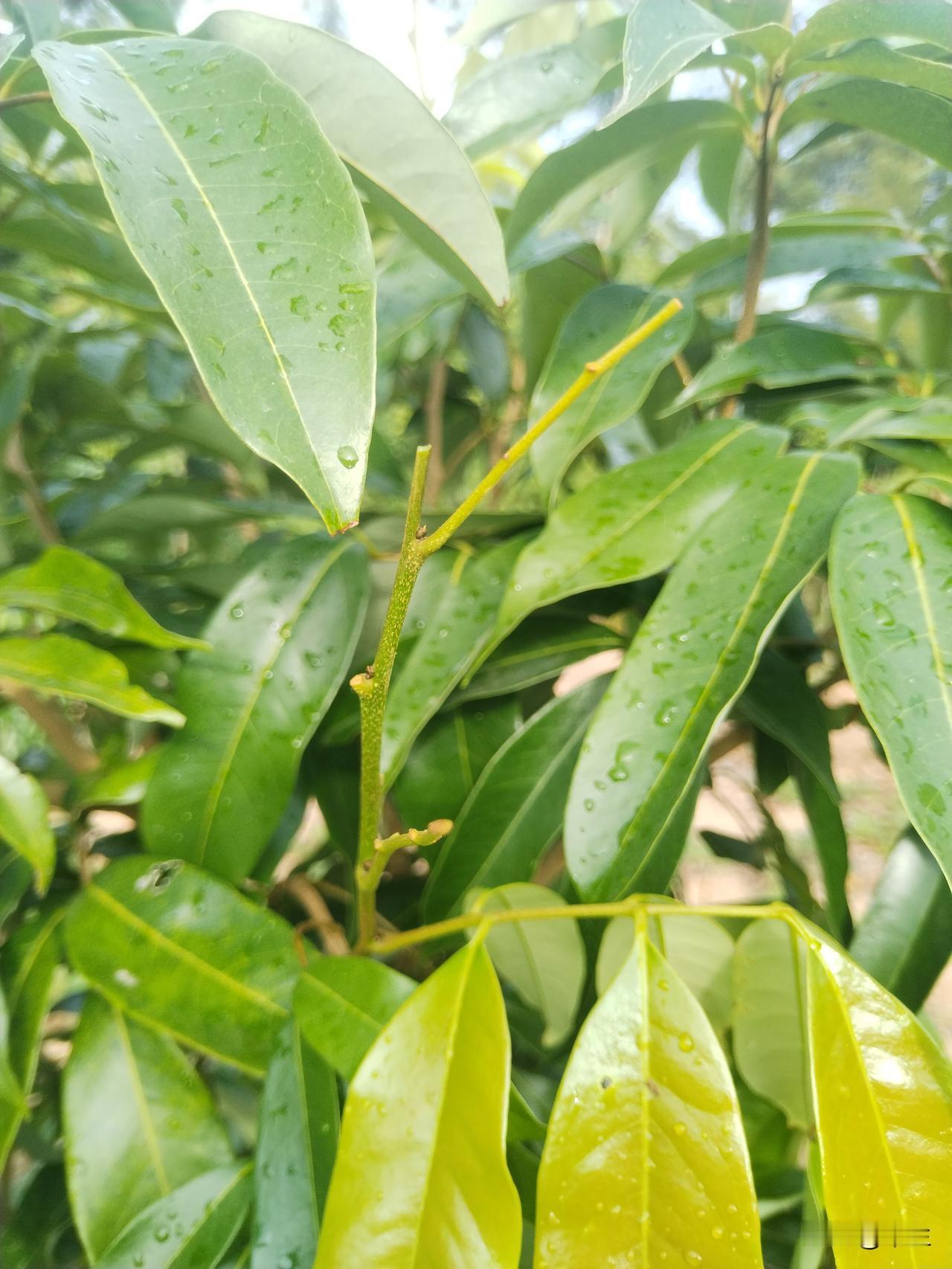 荔枝树控梢：保障丰收的关键节点

冬至时节本应是荔枝树进入休眠、积蓄能量以待来年