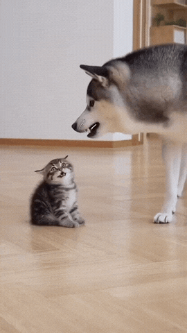 （哈士奇对着小猫狂吠）
哈士奇：“嗷呜汪汪！小不点，快听本汪的指令！”
小猫（瑟