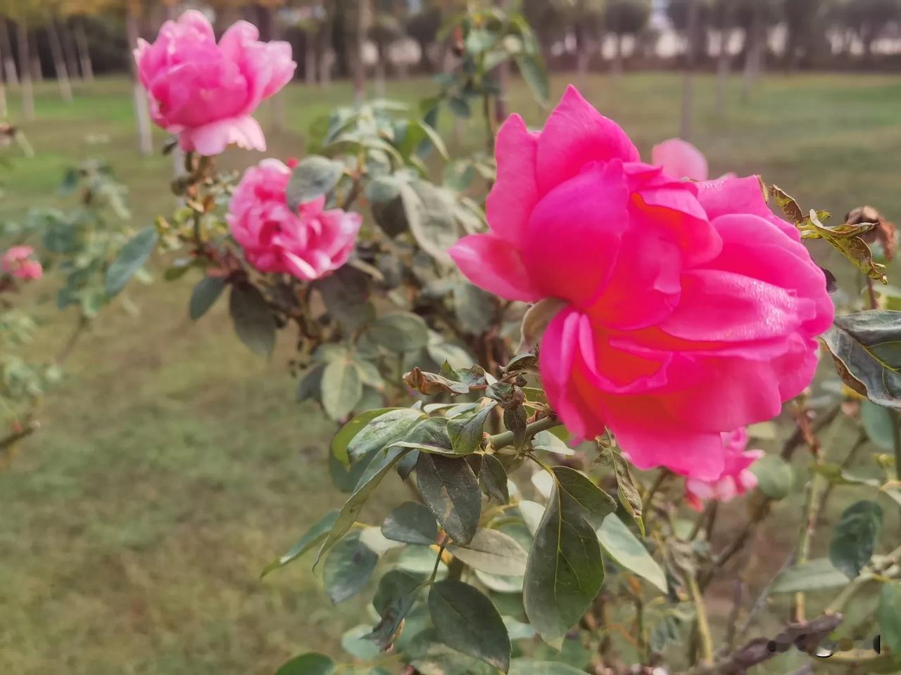 今天是周五，下午到学校接女儿过星期天。接到家后，女儿的第一件事情，就是到超市买零