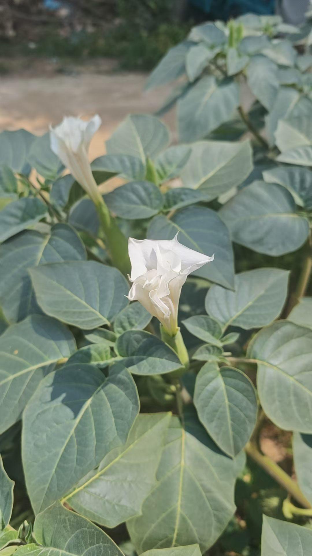 分享你的随手拍照片曼陀罗