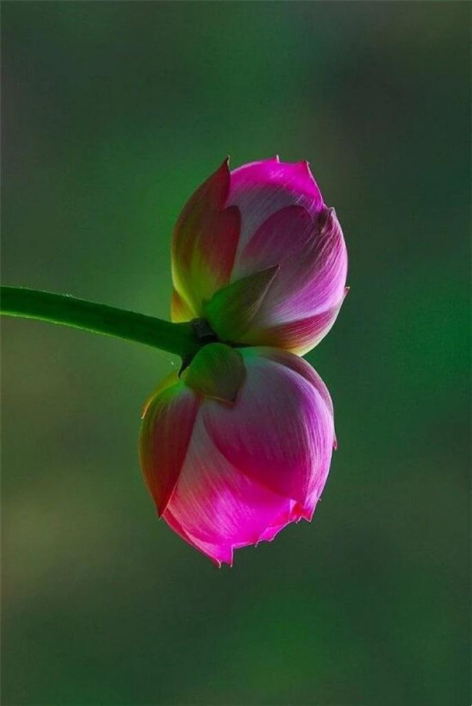 独艳花蕾……