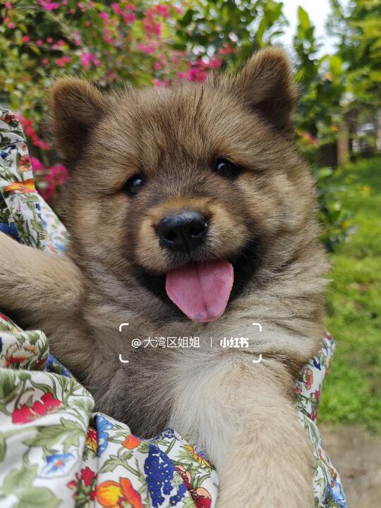 麻黄色土松妹妹，像胡麻柴犬吗？不像我删了