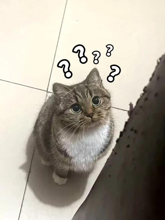 猫咪必入的主食冻干推荐那个牌子呀？