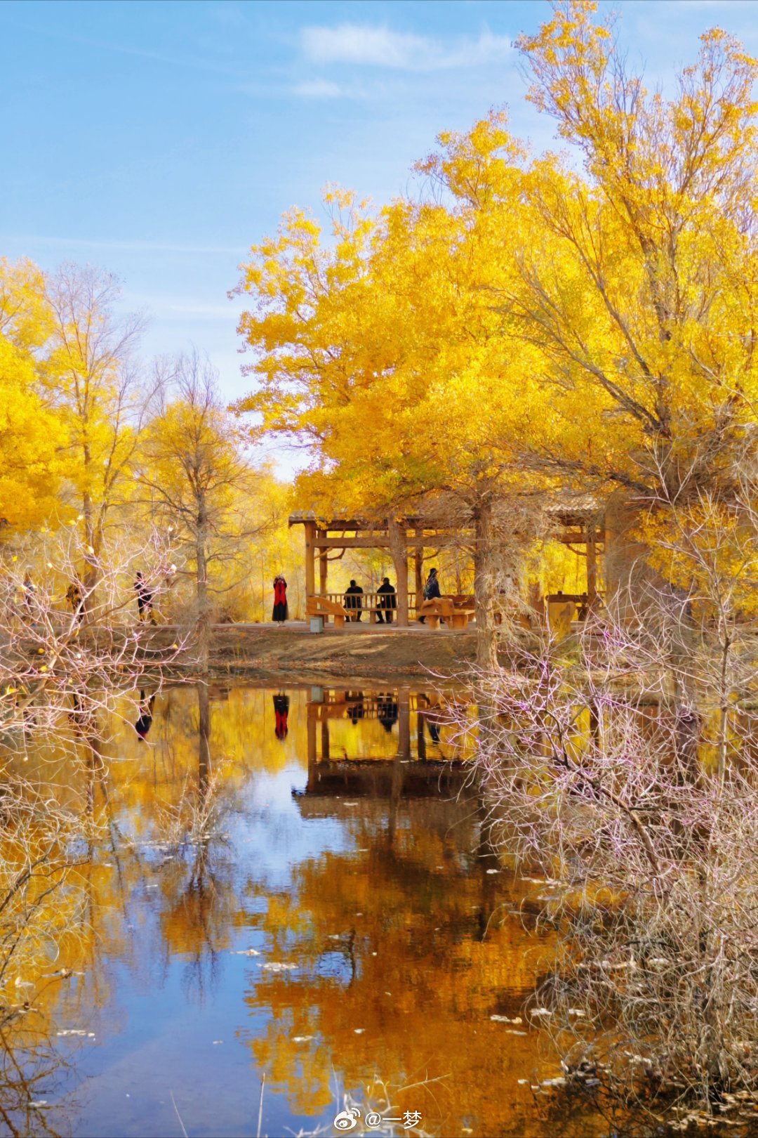 #旅途光影# 🍂在这个绚烂的秋日，一定要去金塔胡杨林，邂逅一场绝美的童话。 ?