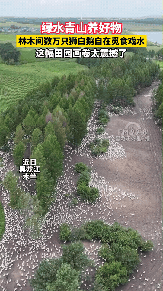 黑龙江木兰一处林地火遍全网，远远望去整片地面白茫茫一片，野草被清理得干干净净，乍