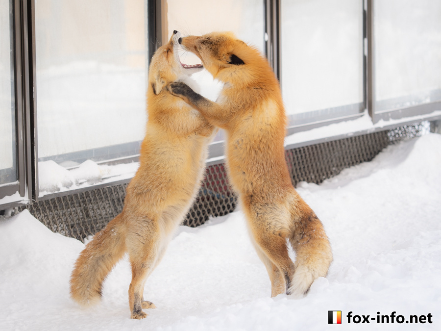 狐狸 两个学习法式热吻的初学者©️fox_info_net 